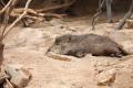 IMG_8536 sleeping javelina